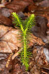 Shining clubmoss